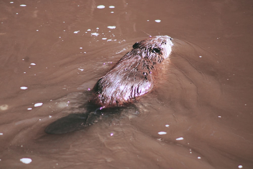 a beaver floating in a body of water