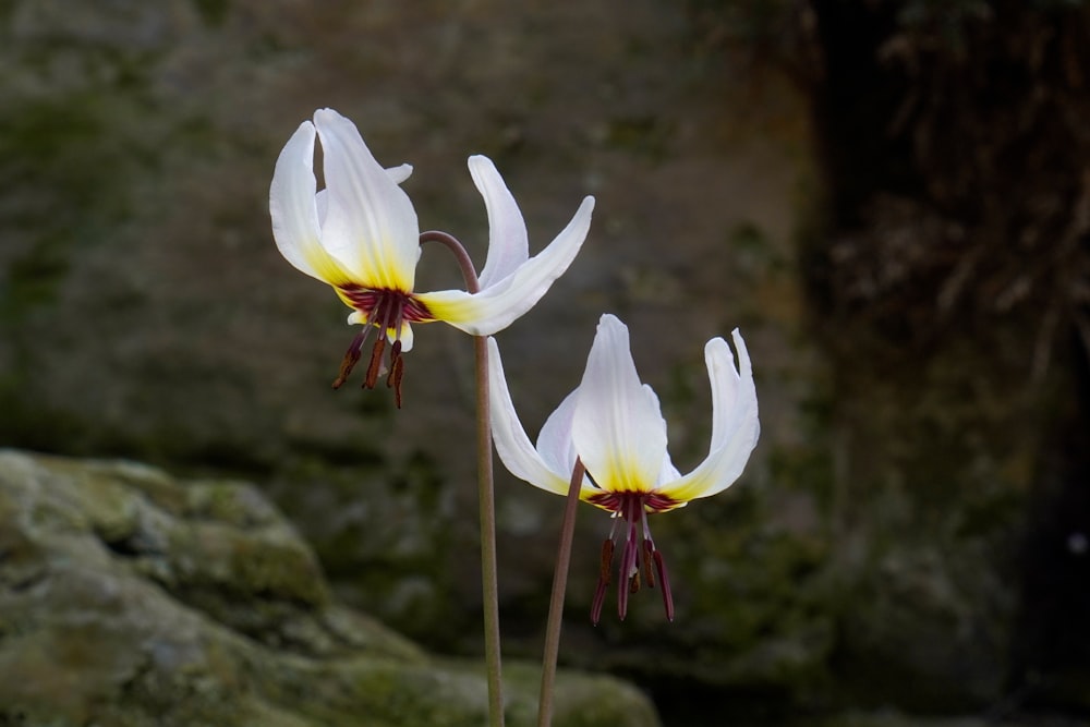 three white flowers with yellow centers on a rock