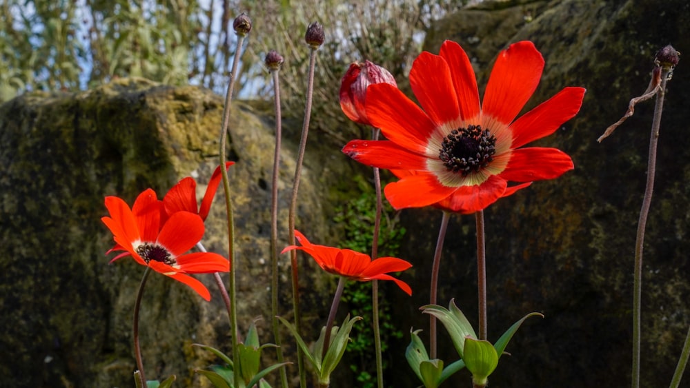 a group of red flowers sitting on top of a lush green field