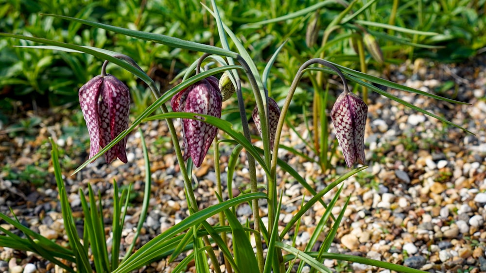 a close up of a plant with rocks in the background