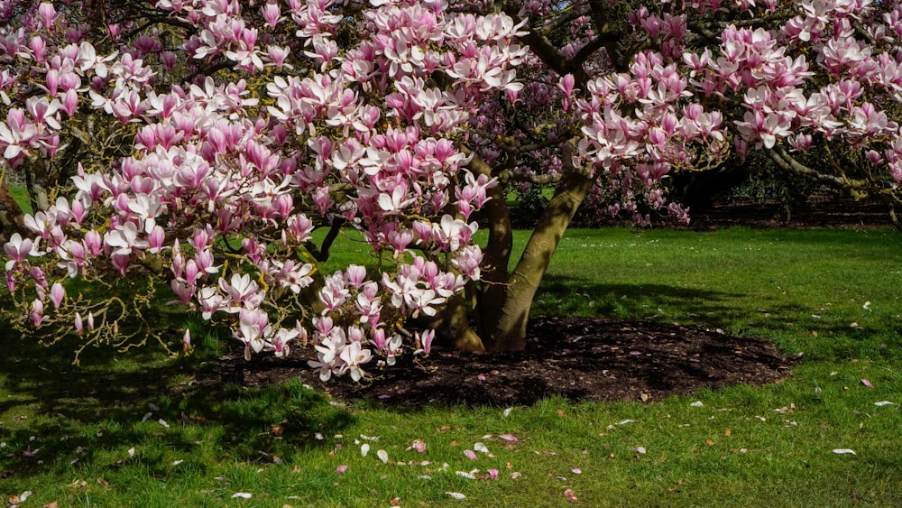 a tree with pink flowers in a park