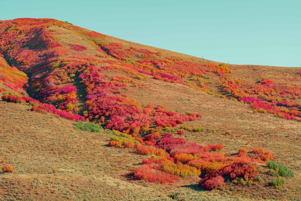 a hill covered in lots of colorful trees
