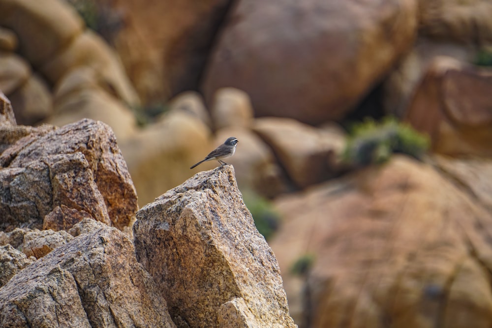 a small bird sitting on top of a large rock