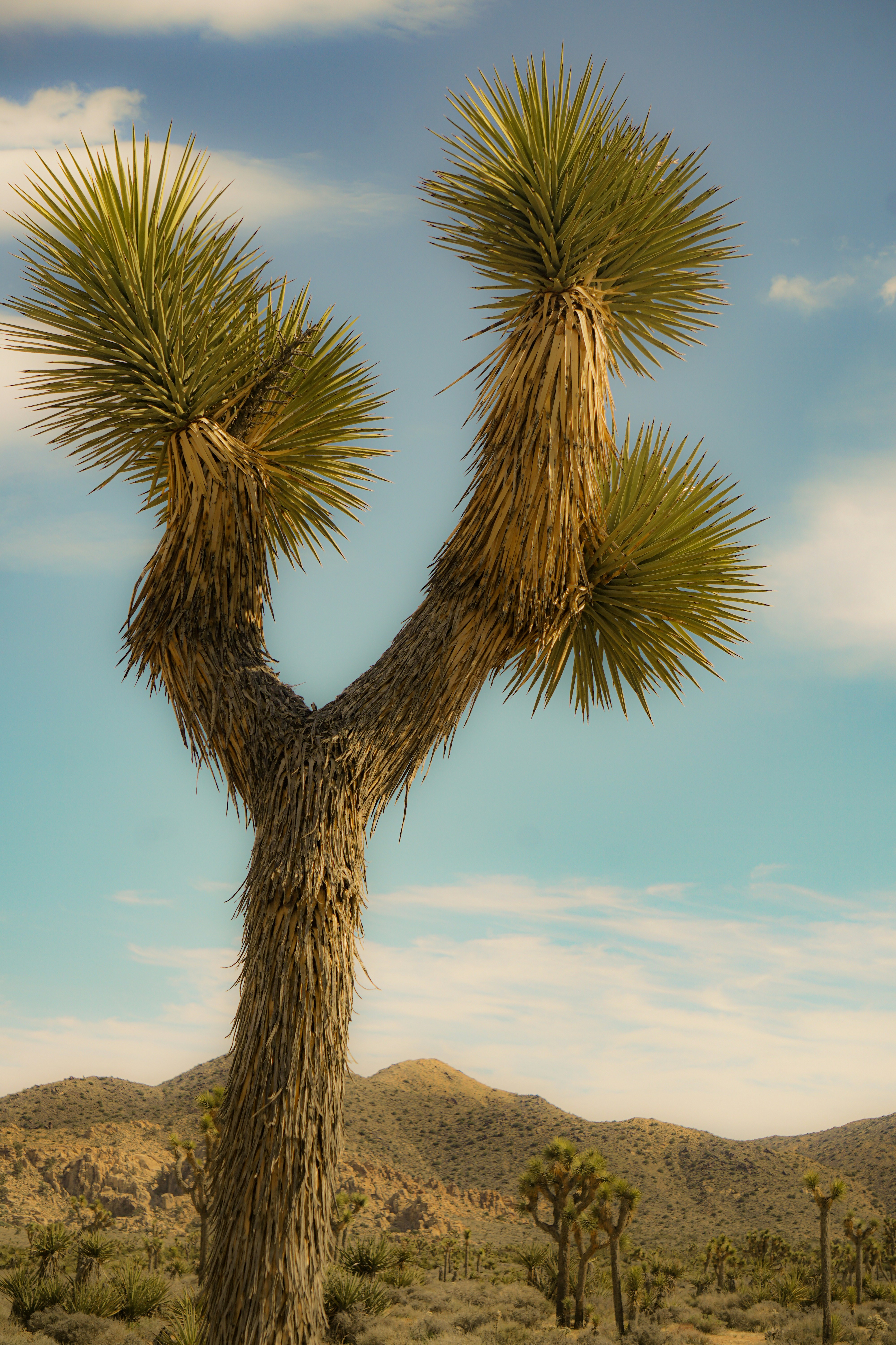 um par de árvores que estão na terra