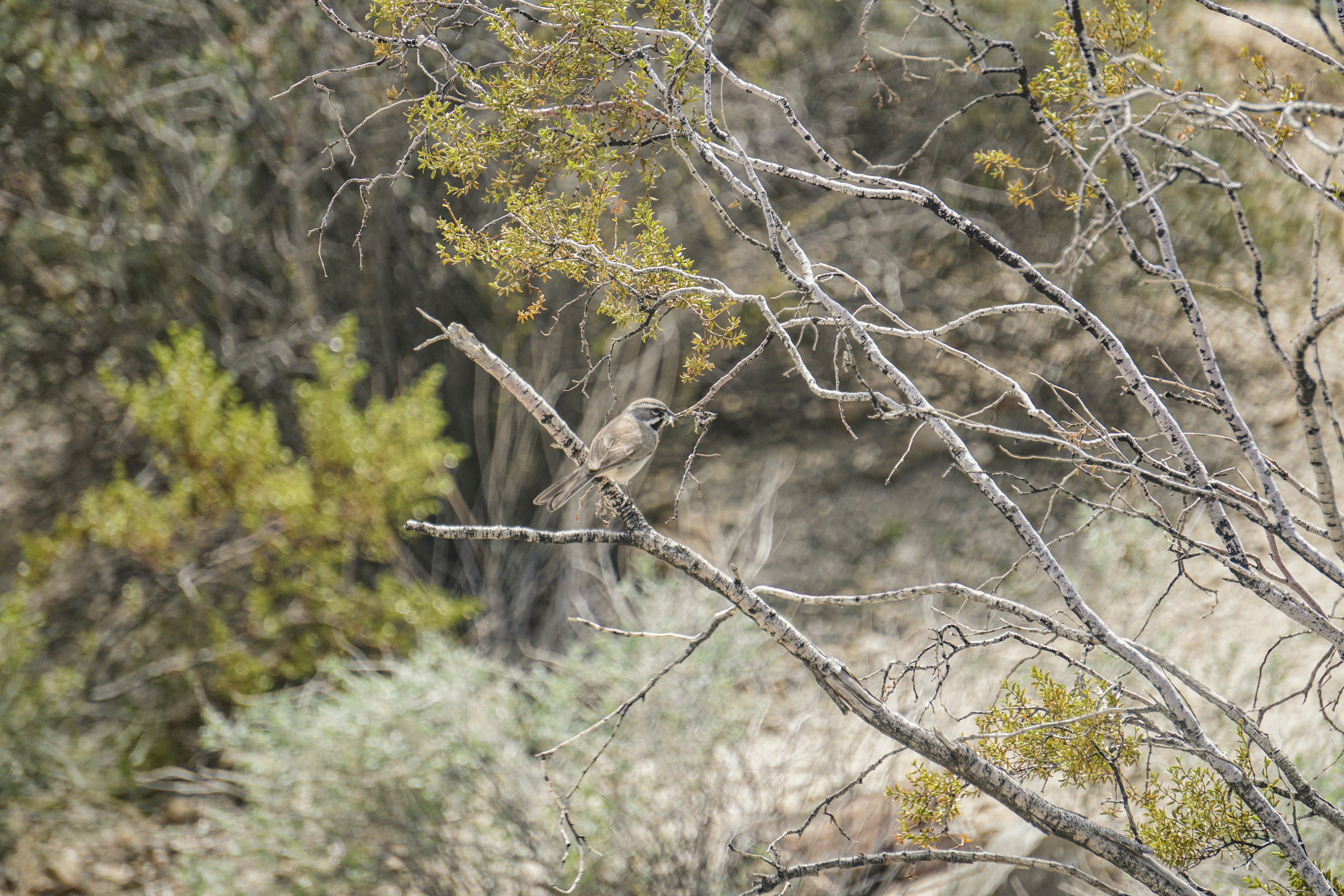 Photo by pmayorphotos