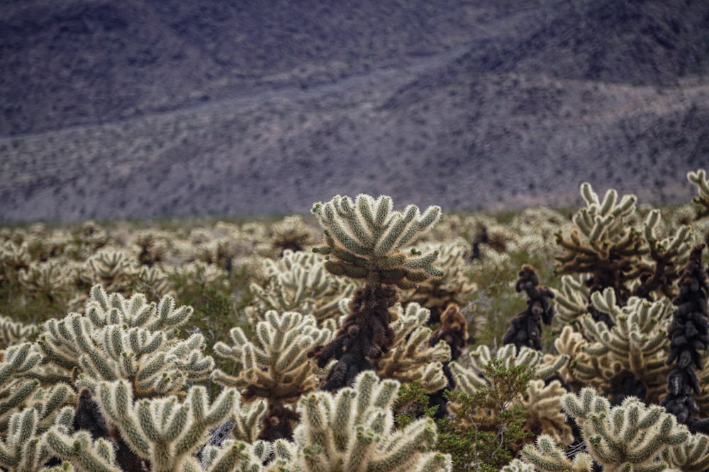 a field of cactus plants with mountains in the background