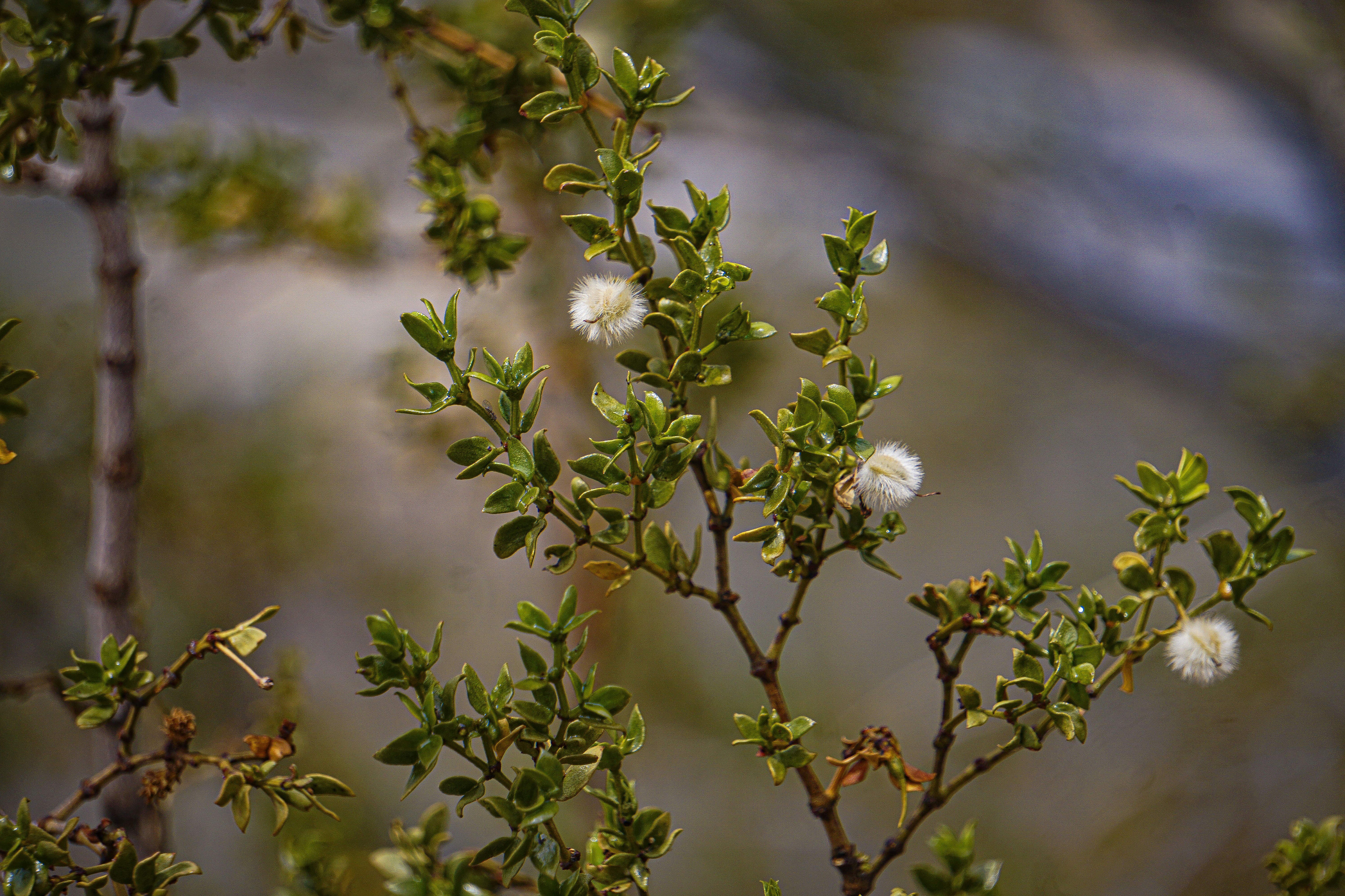 Photo by pmayorphotos