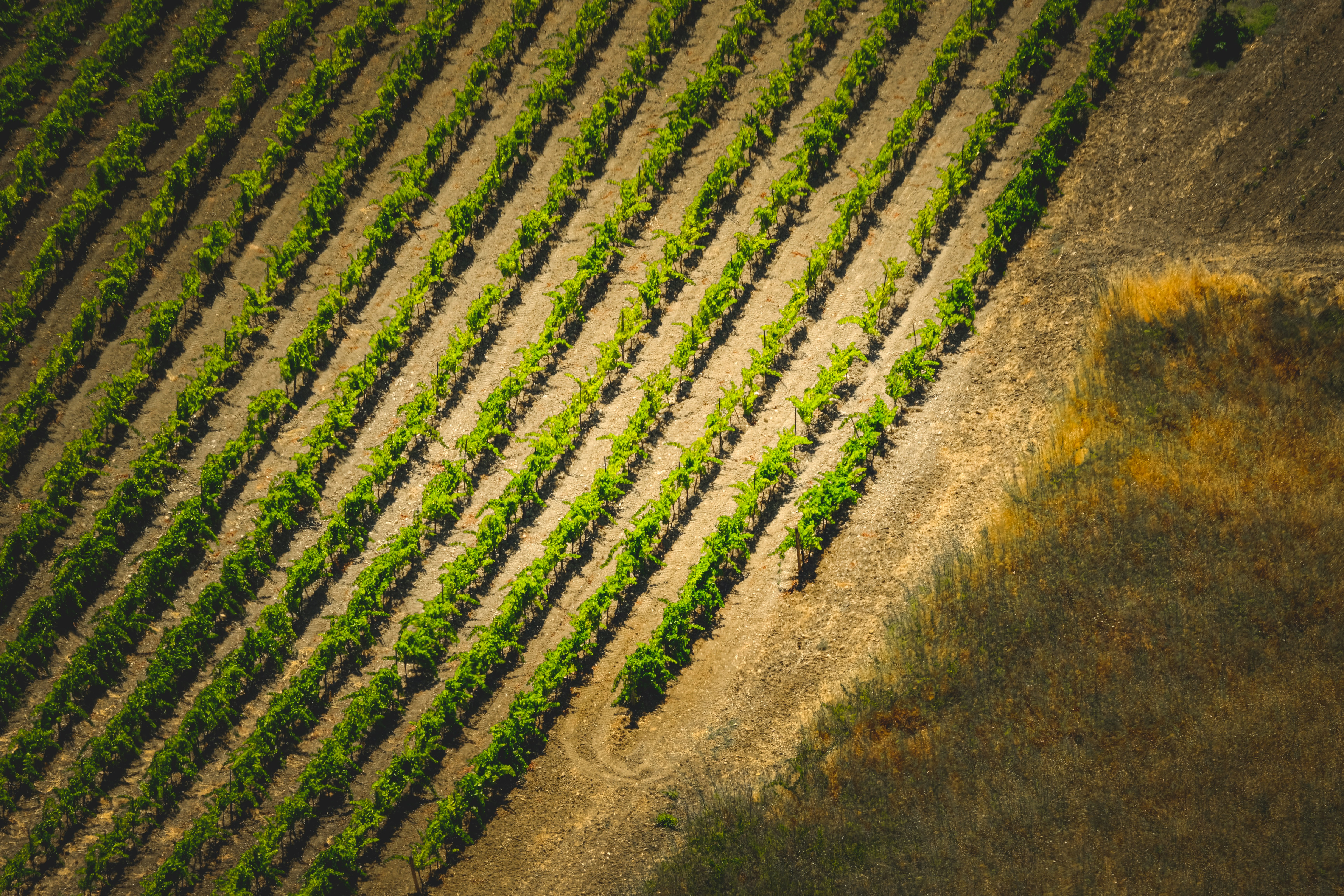 Photo by francesco_ungaro