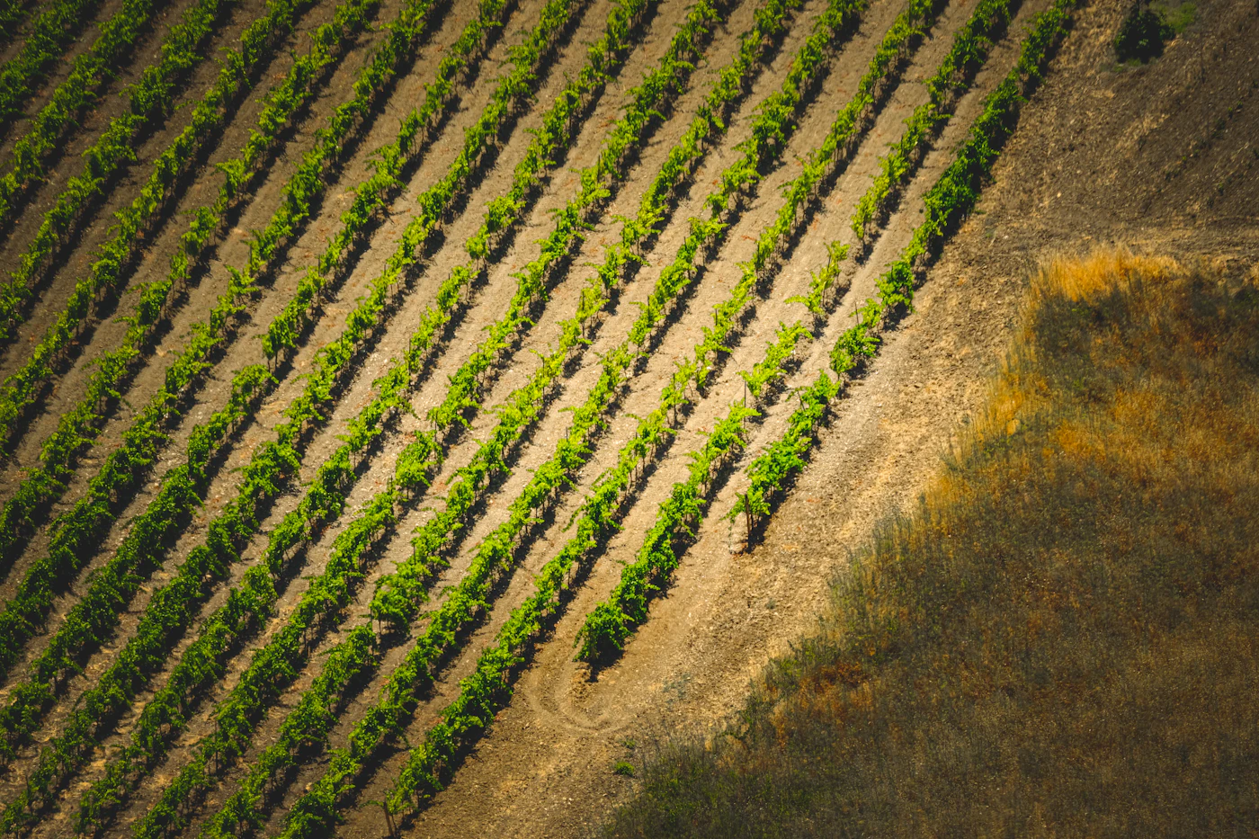Vista aérea de parcela agrícola en temporada de lluvias