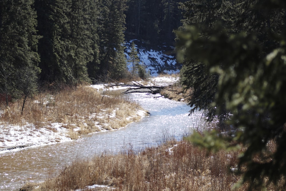 a stream running through a snow covered forest