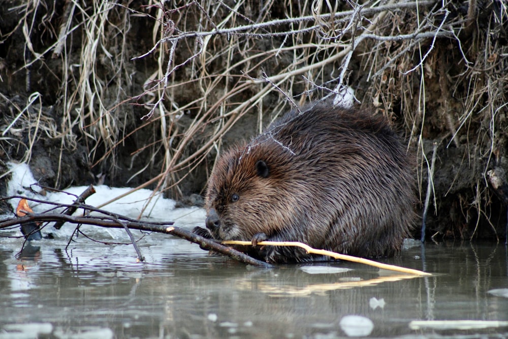a beaver in the water with a stick in it's mouth