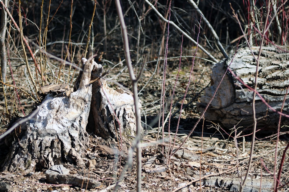 a tree stump in the middle of a forest