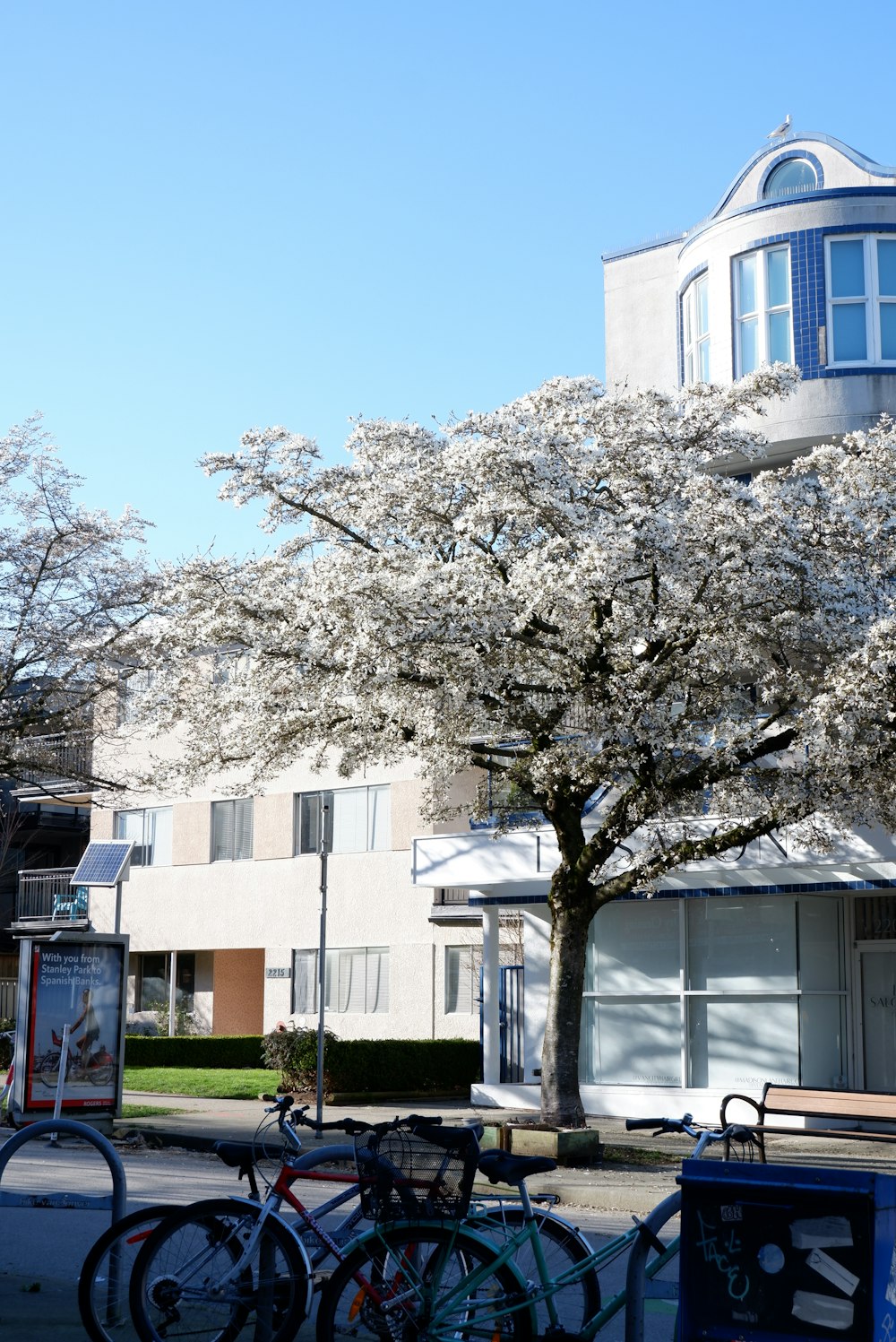 a tree with white flowers in front of a building