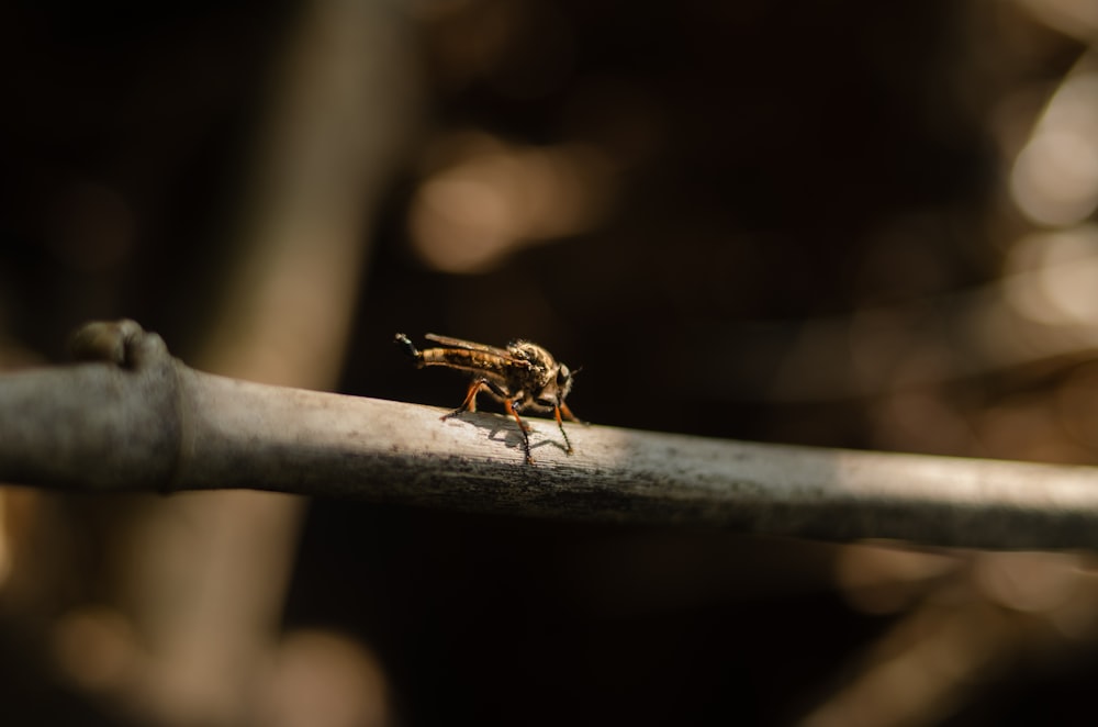 a small insect sitting on top of a metal bar