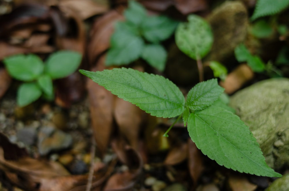 a close up of a green leaf on the ground