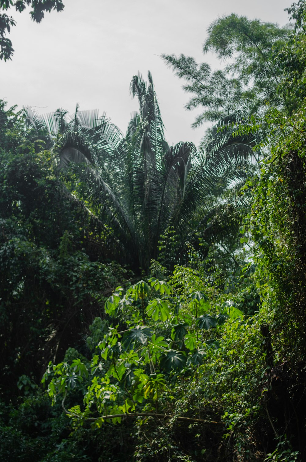 Una foresta verde e lussureggiante piena di molti alberi