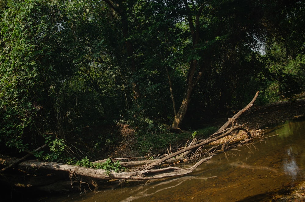 a fallen tree laying on top of a body of water