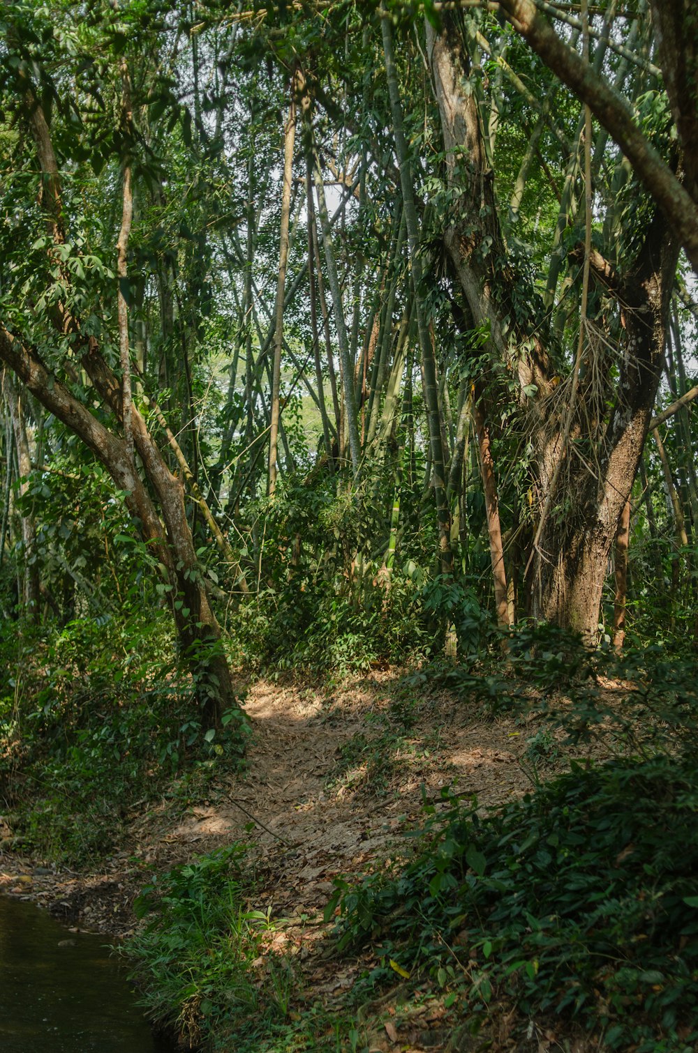 a small stream running through a lush green forest