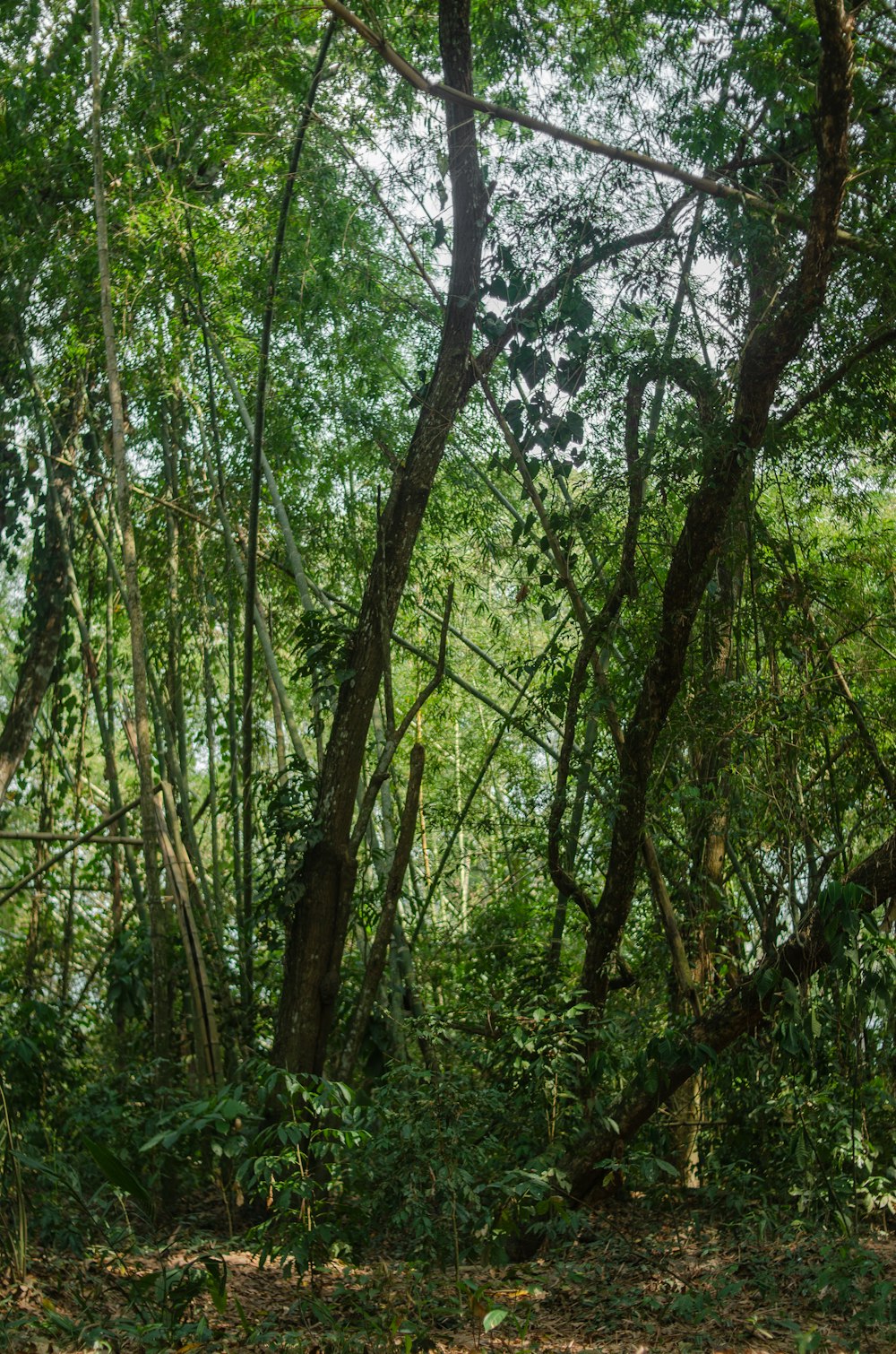 a lush green forest filled with lots of trees