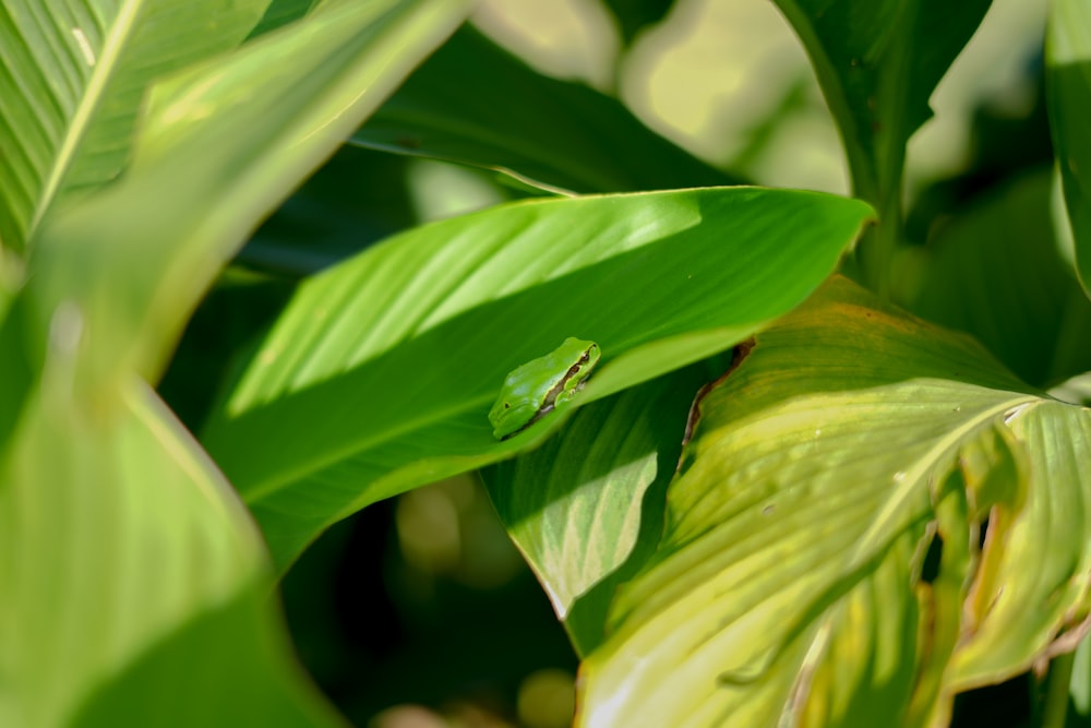 a green lizard sitting on top of a green leaf