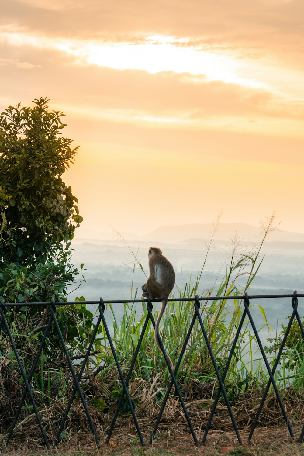 a monkey sitting on top of a metal fence