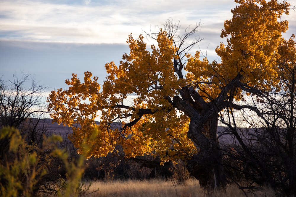 a tree with yellow leaves in a field