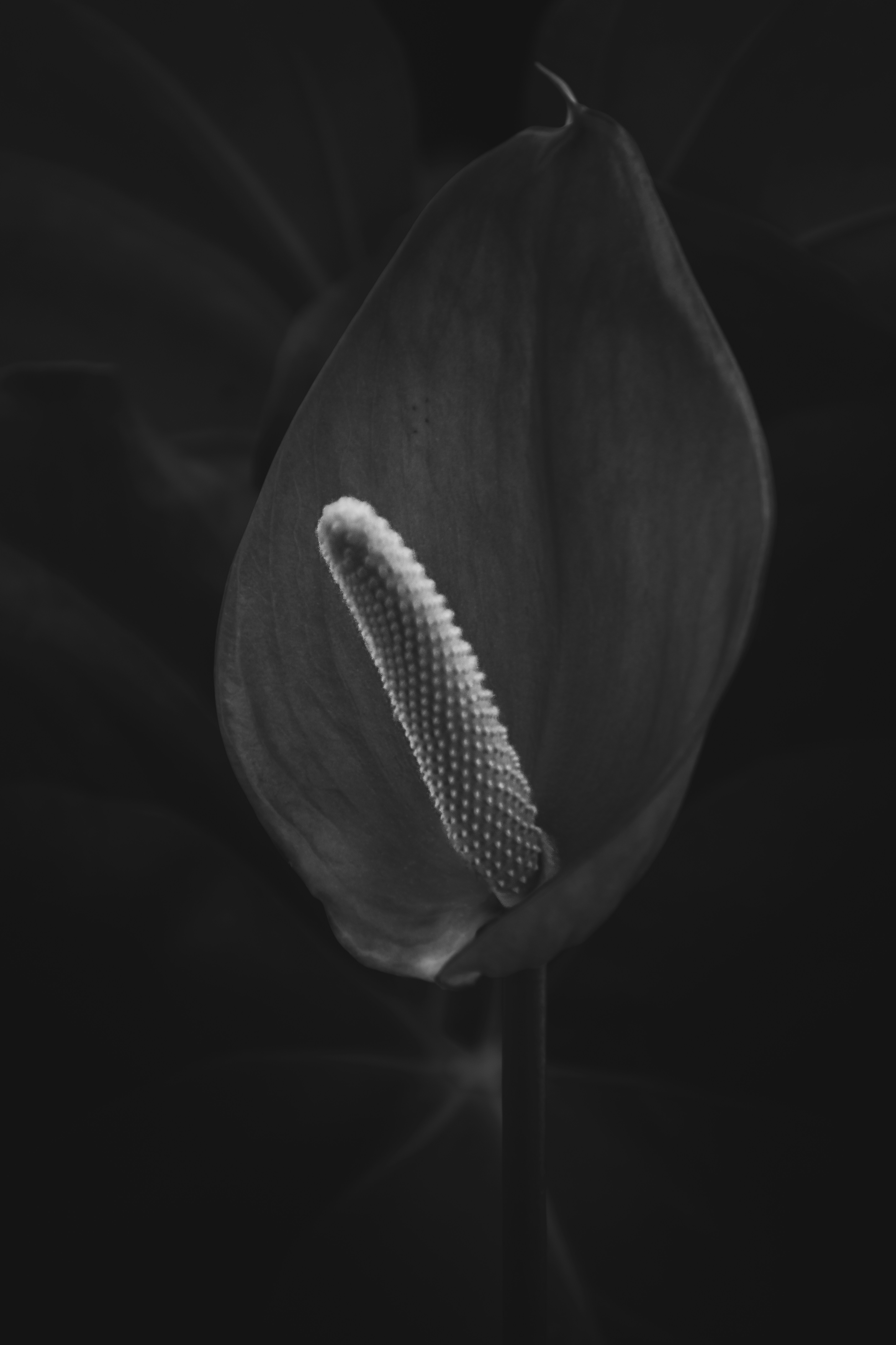 Photo by stevecameup