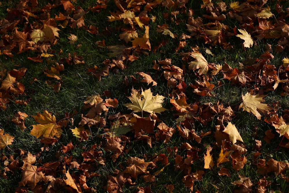 a bunch of leaves that are laying on the ground