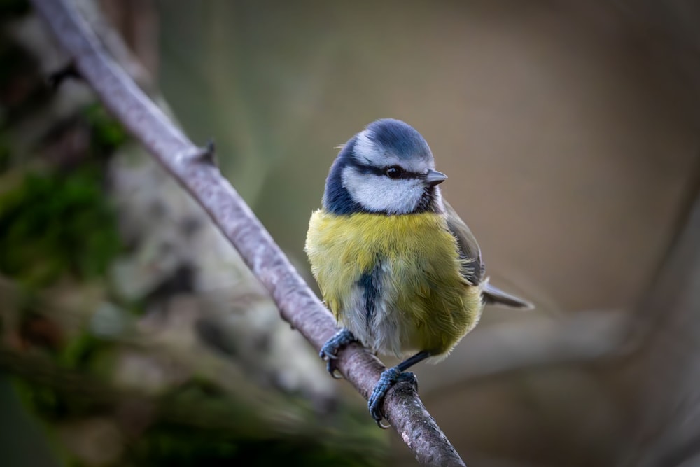 나뭇가지에 앉아있는 작은 파란색과 노란색 새