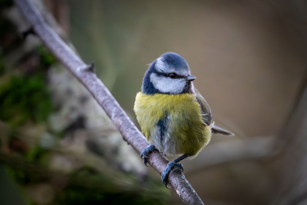 un piccolo uccello blu e giallo seduto su un ramo