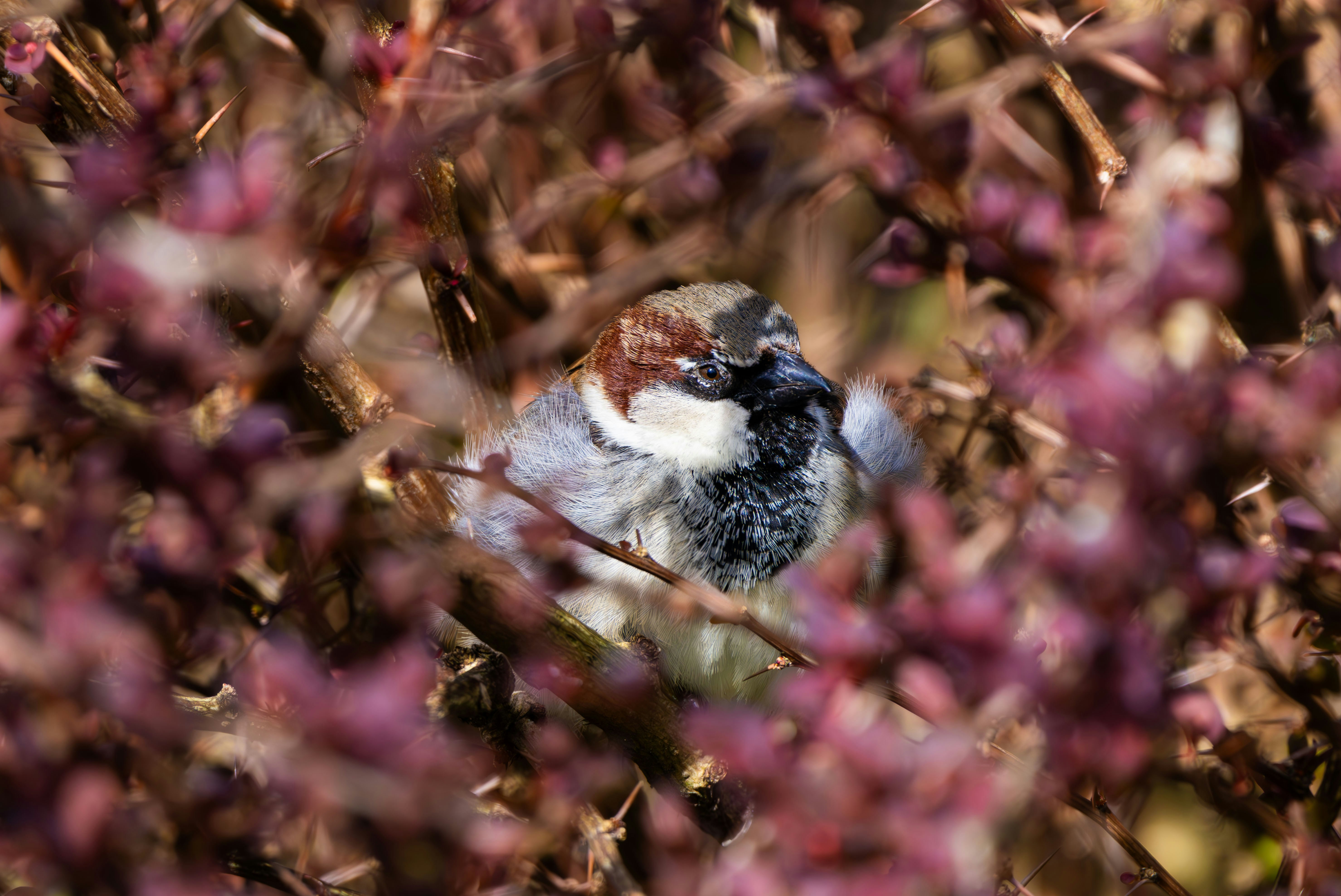 ein kleiner Vogel, der auf einem Ast sitzt