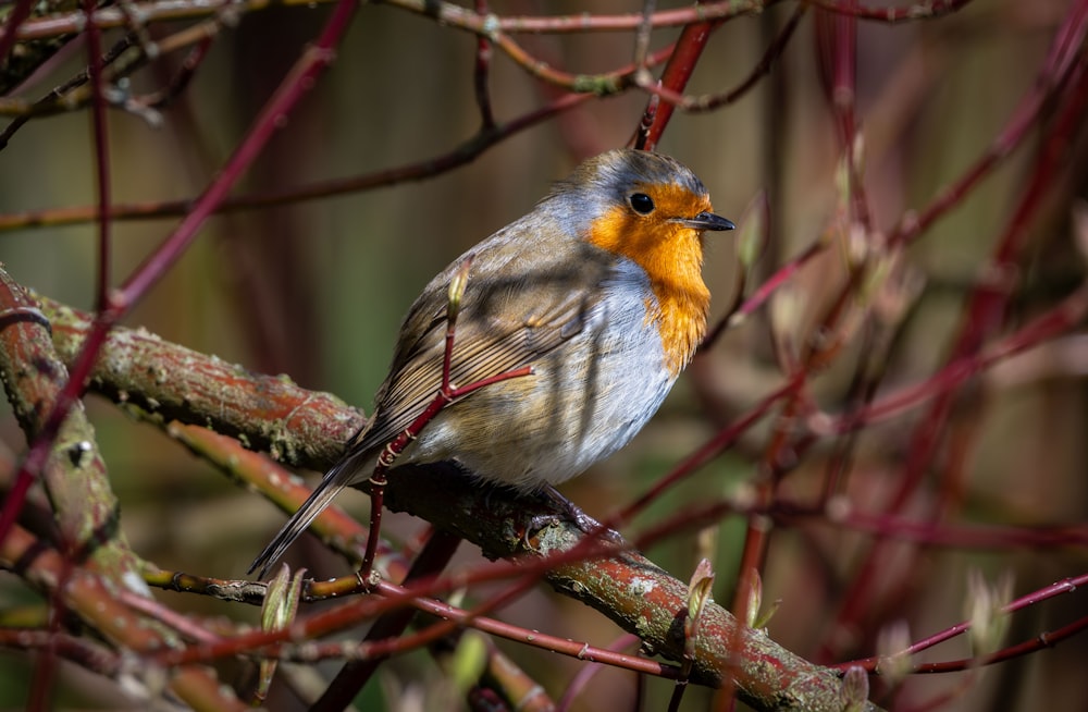 un piccolo uccello seduto su un ramo di un albero