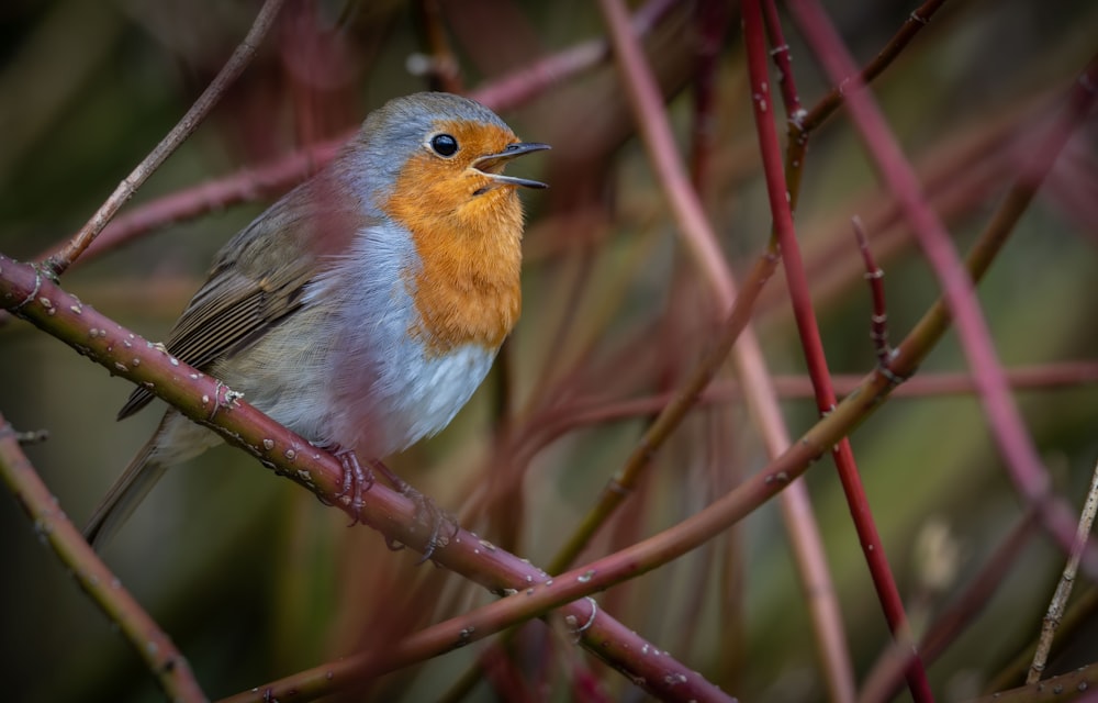 ein kleiner Vogel, der auf einem Ast sitzt