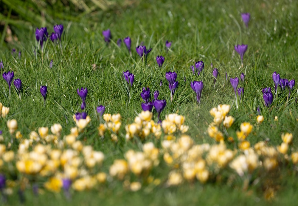 a bunch of purple and yellow flowers in the grass