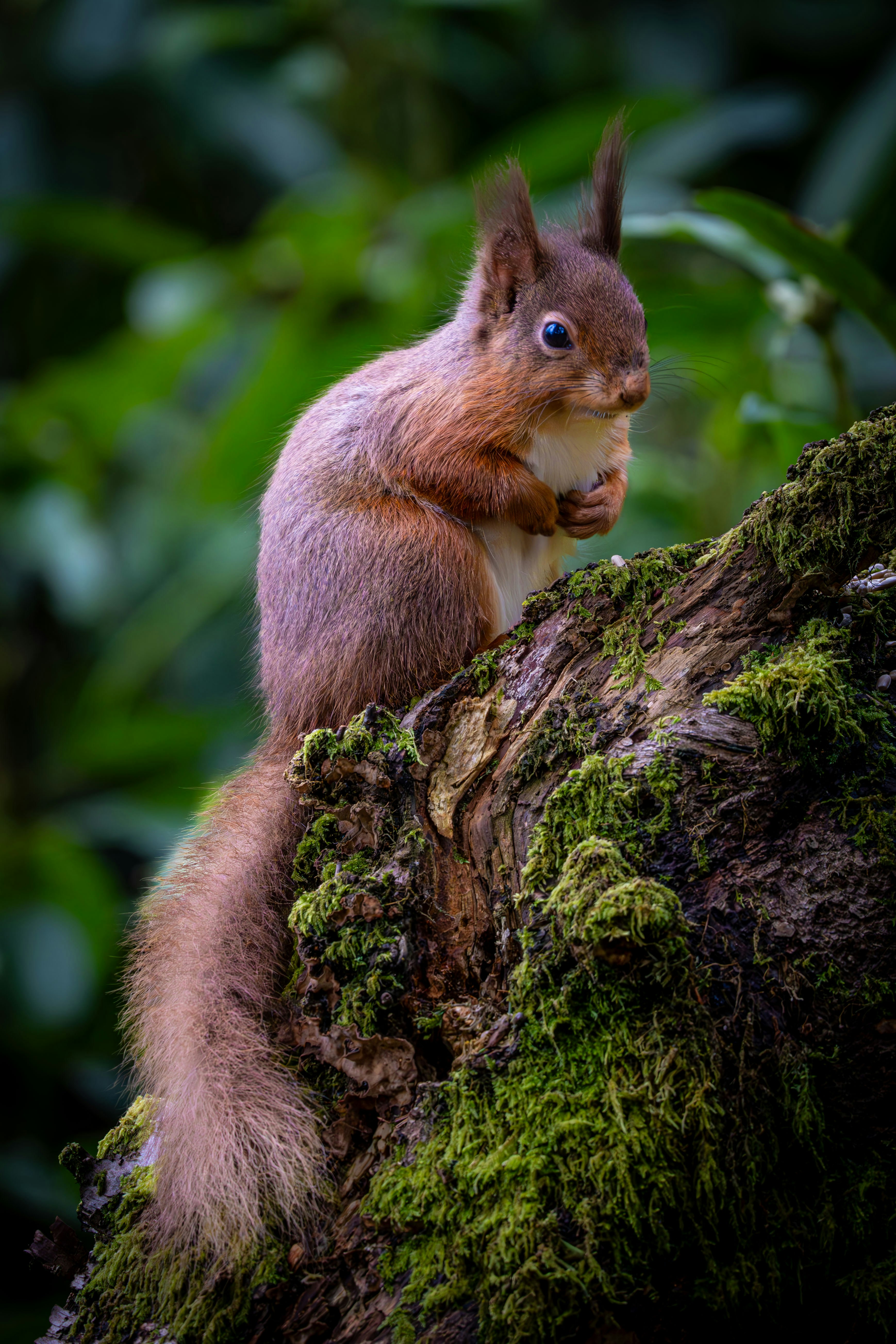 a squirrel sitting on top of a moss covered tree