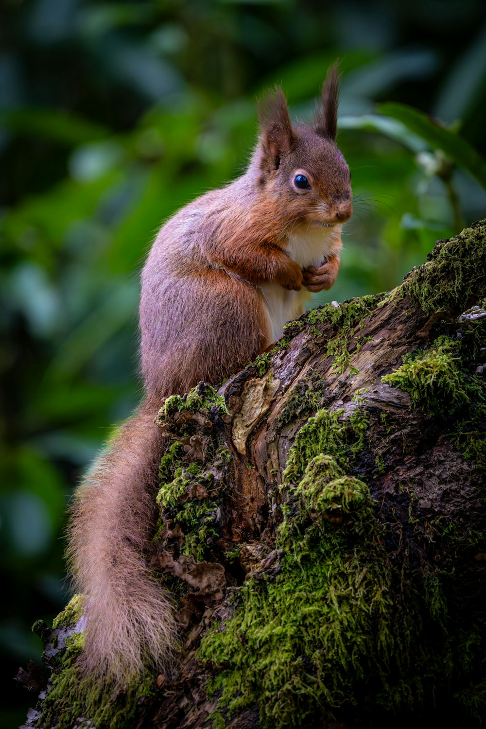 a squirrel sitting on top of a moss covered tree