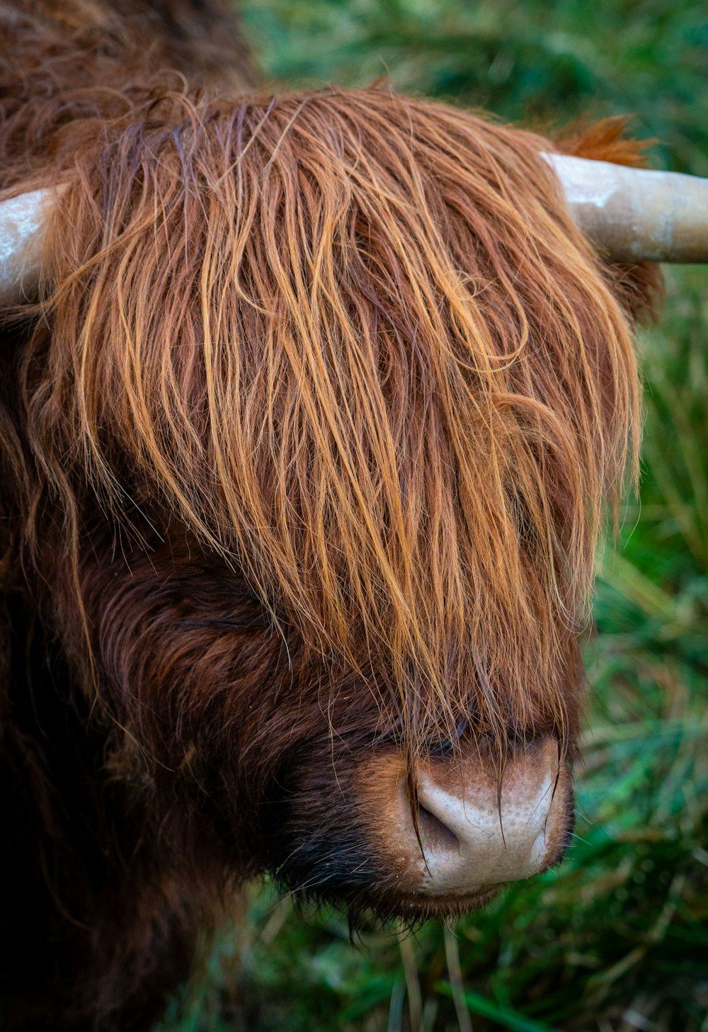 un primo piano di una mucca con il pelo lungo