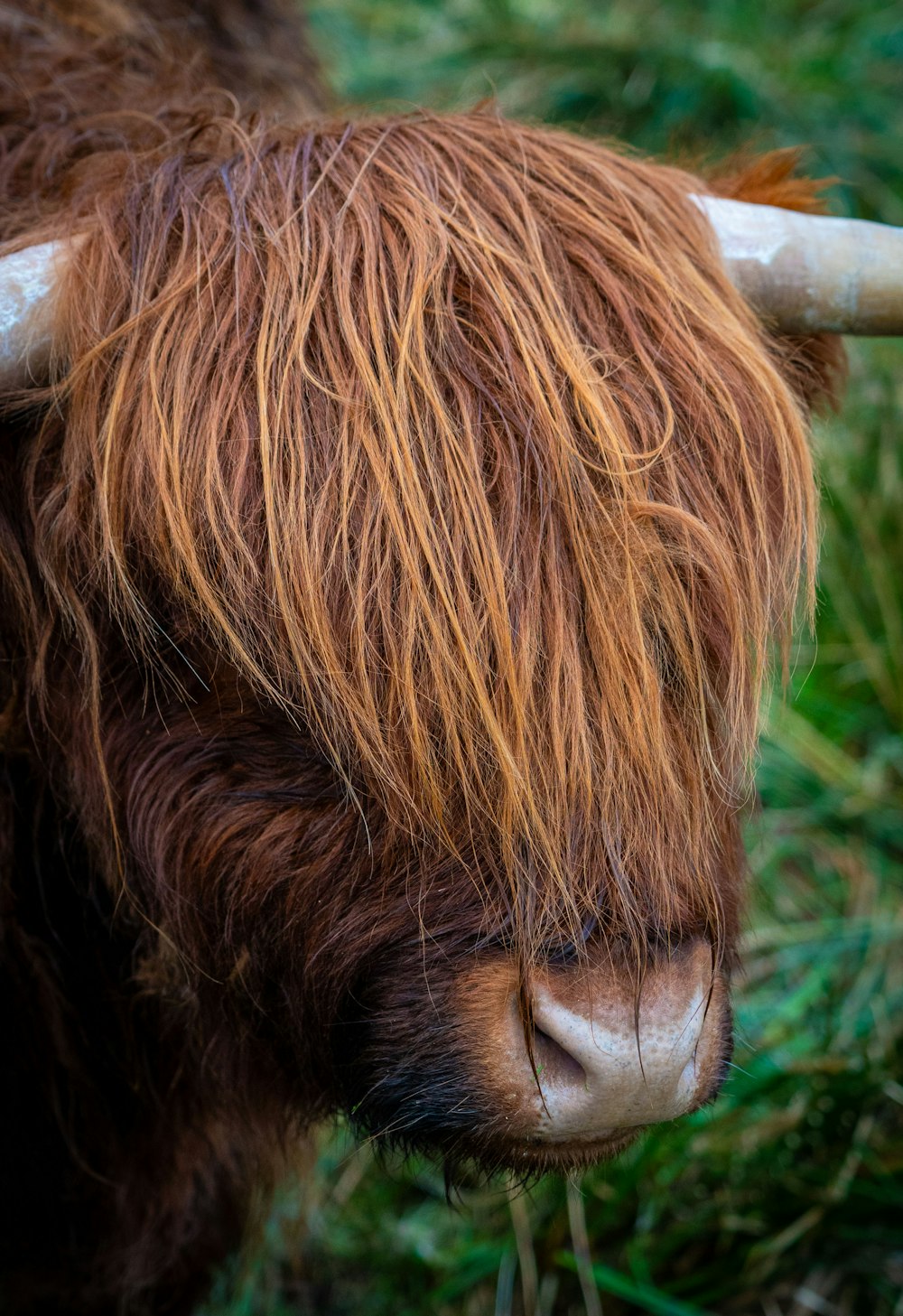 eine Nahaufnahme einer Kuh mit langen Haaren