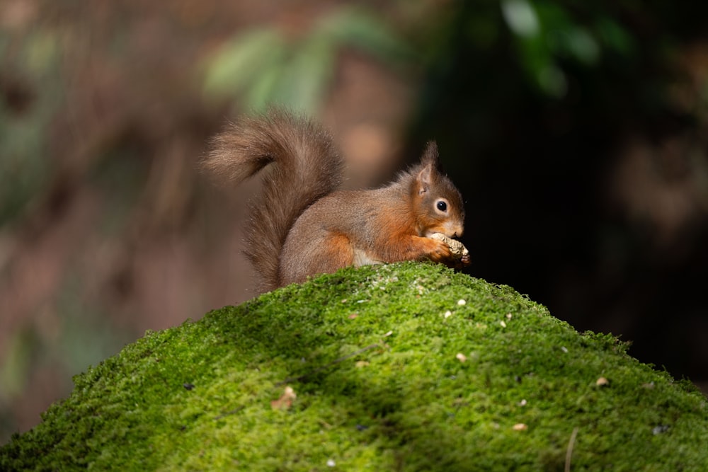 a squirrel eating a piece of food on a mossy rock