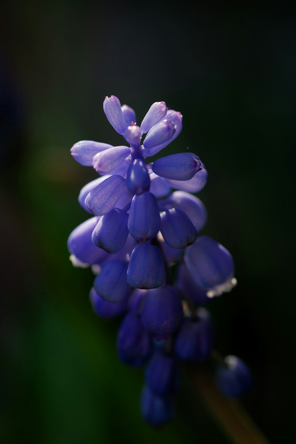 un primo piano di un fiore viola con uno sfondo sfocato