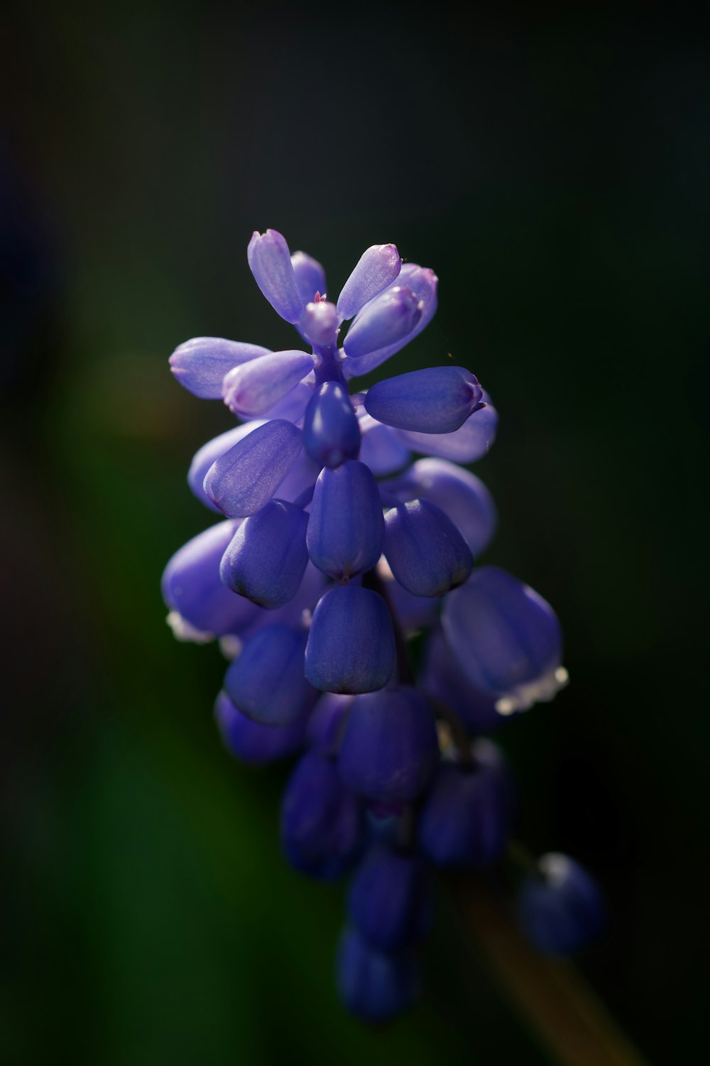 背景がぼやけた紫色の花の接写
