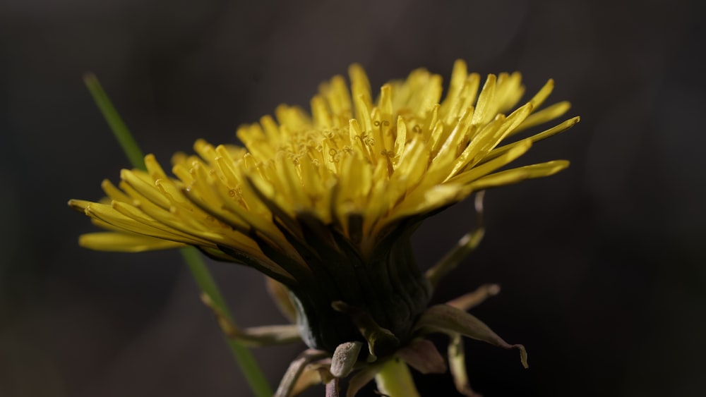 Un primer plano de una flor de diente de león con un fondo borroso