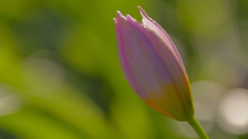 um close up de uma flor rosa com um fundo desfocado