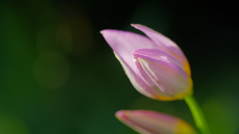 un primer plano de una flor con un fondo borroso