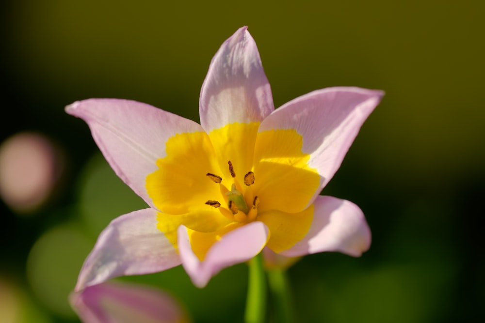 eine Nahaufnahme einer Blume mit verschwommenem Hintergrund