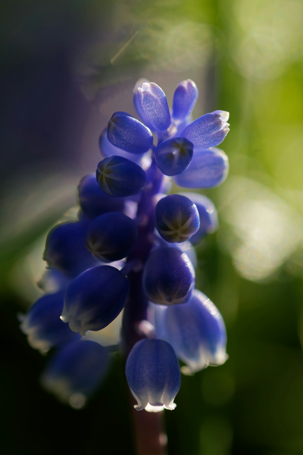 a close up of a blue flower with a blurry background