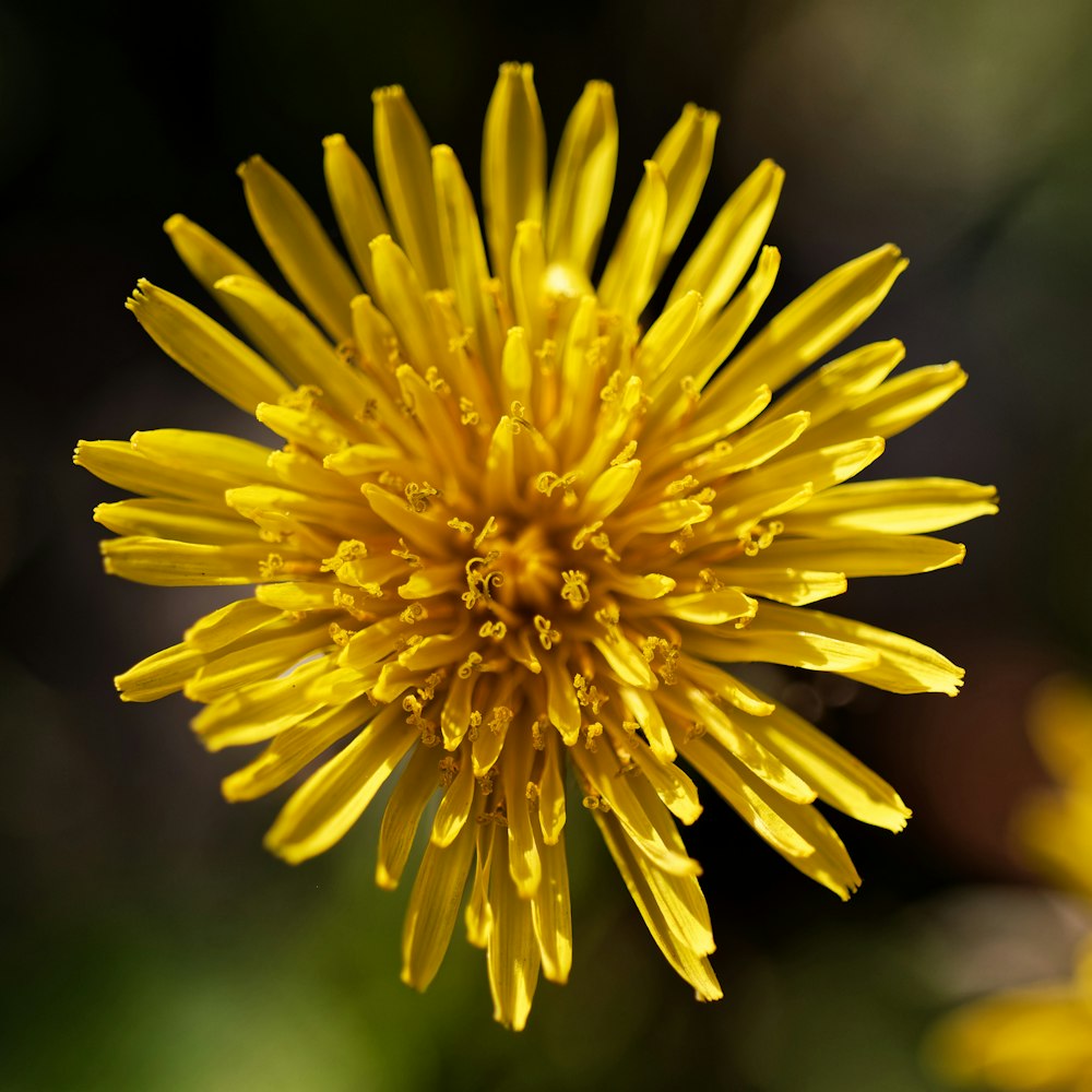 um close up de uma flor amarela com gotas de água sobre ela
