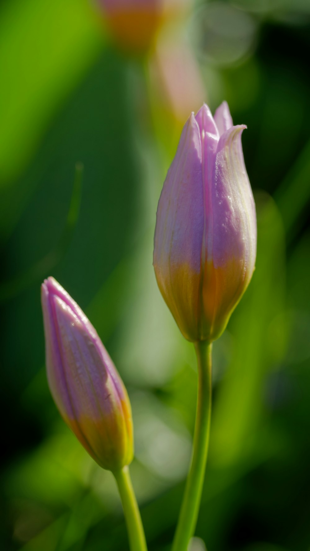 un couple de fleurs roses assis au sommet d’un champ vert luxuriant