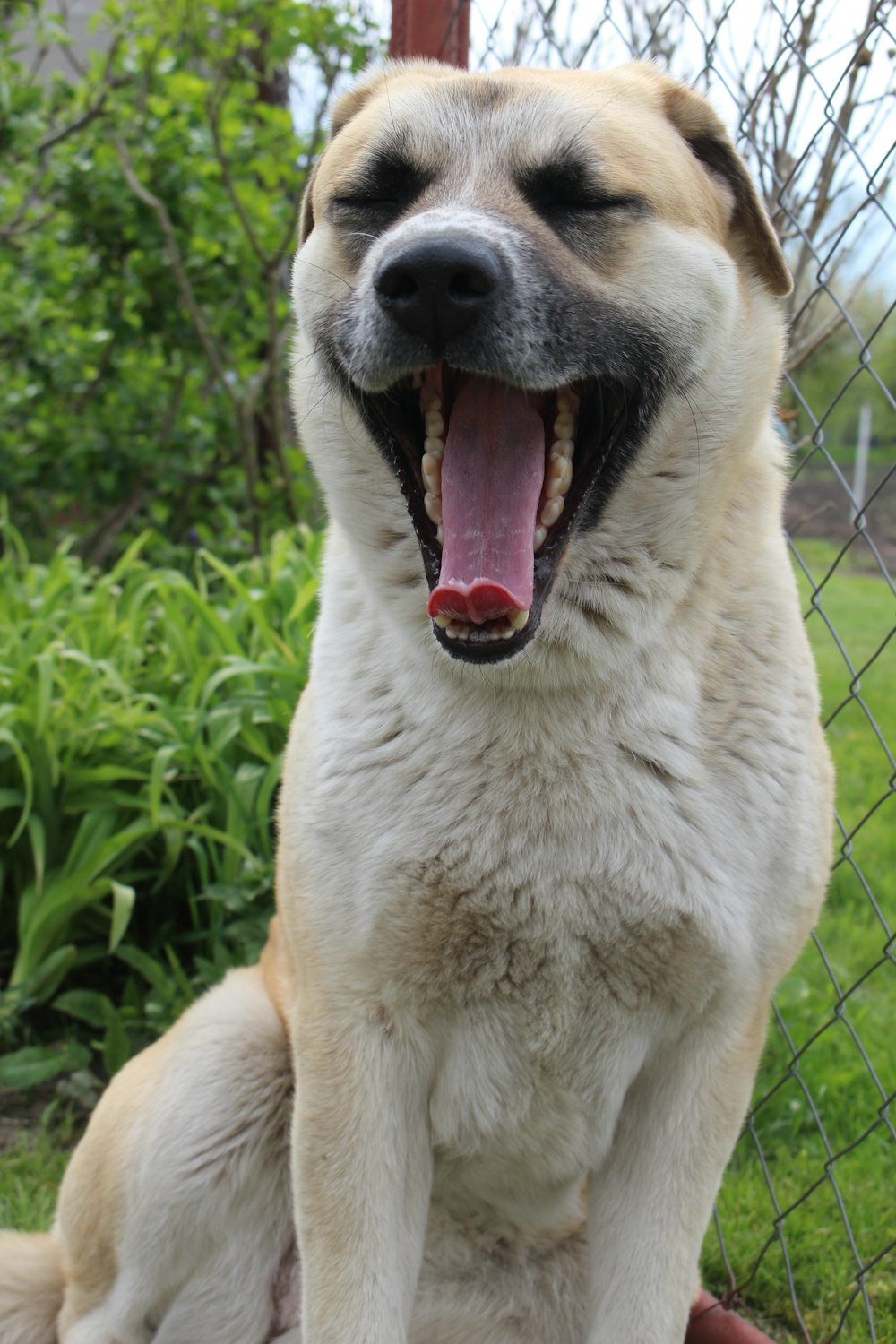 a large white dog sitting on top of a lush green field