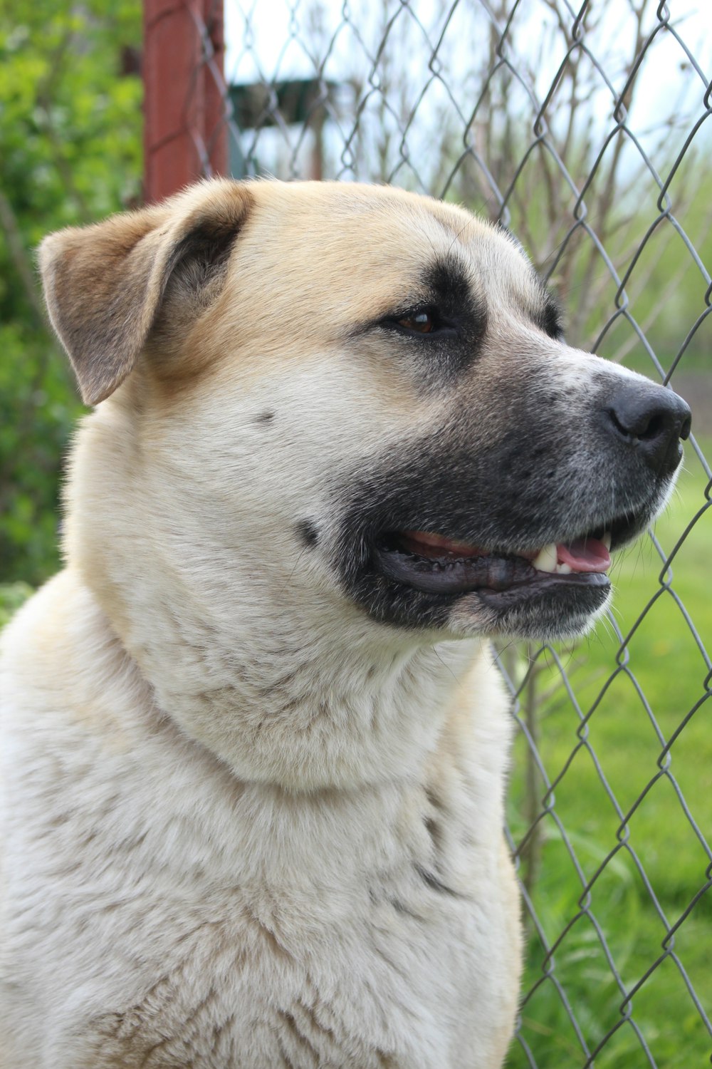 a close up of a dog behind a fence